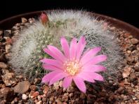 Thumbnail of 1639_Rebutia senilis lilacino-rosea DH398_20130510(1).JPG
